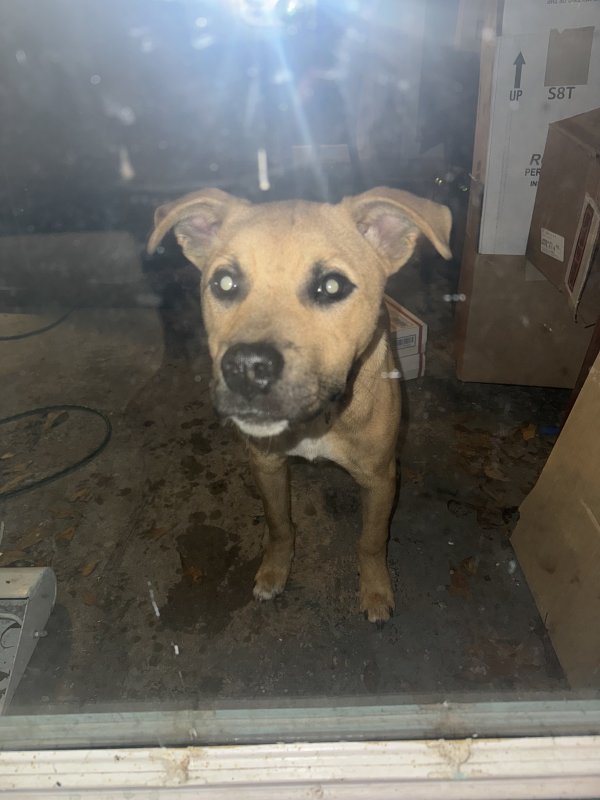 Found Mutt in Atlanta, GA