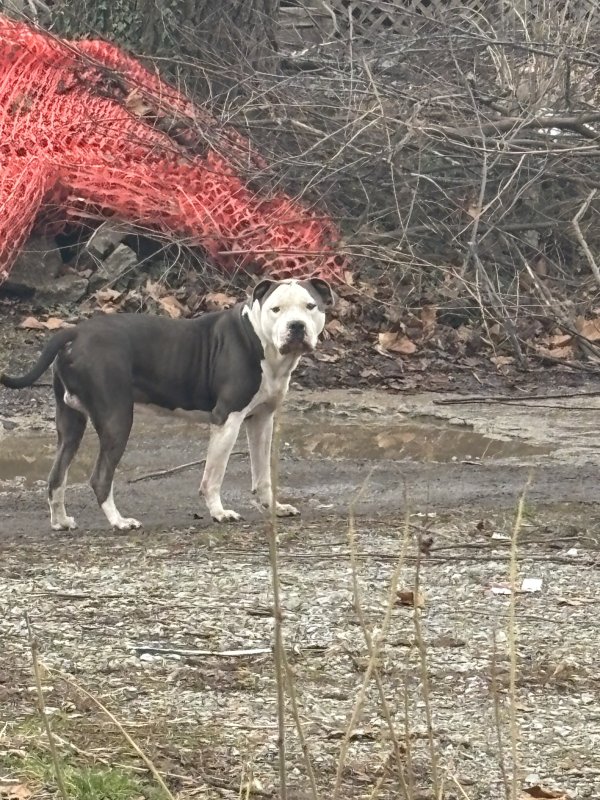 Found Pit Bull in Indianapolis, IN