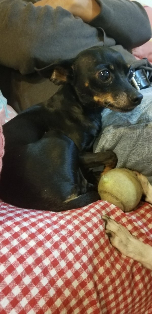 Lost Chihuahua in Hawthorne, CA