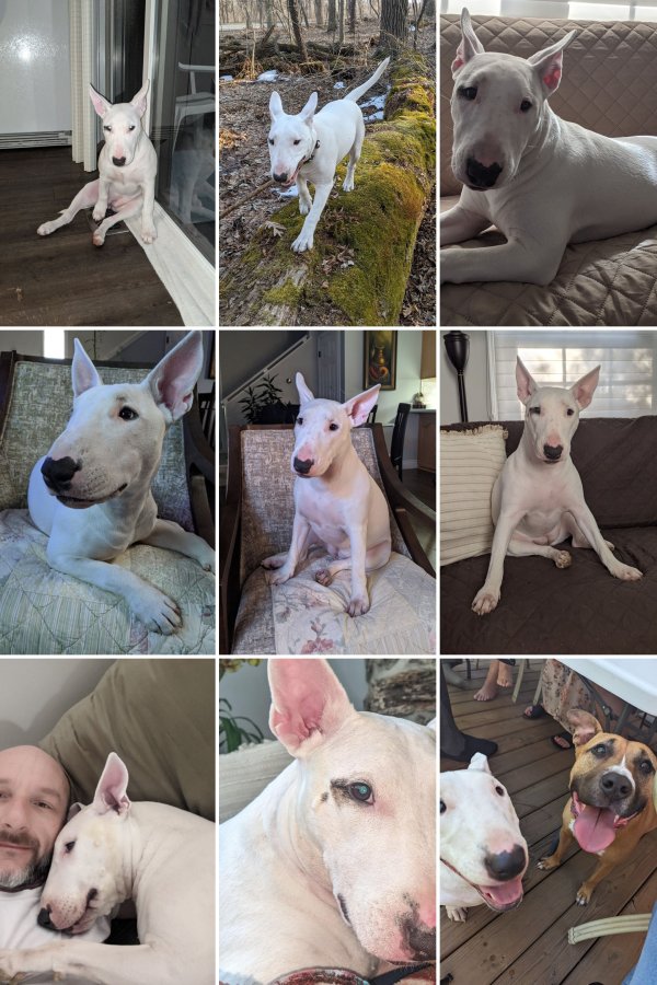 Lost Bull Terrier in Illinois