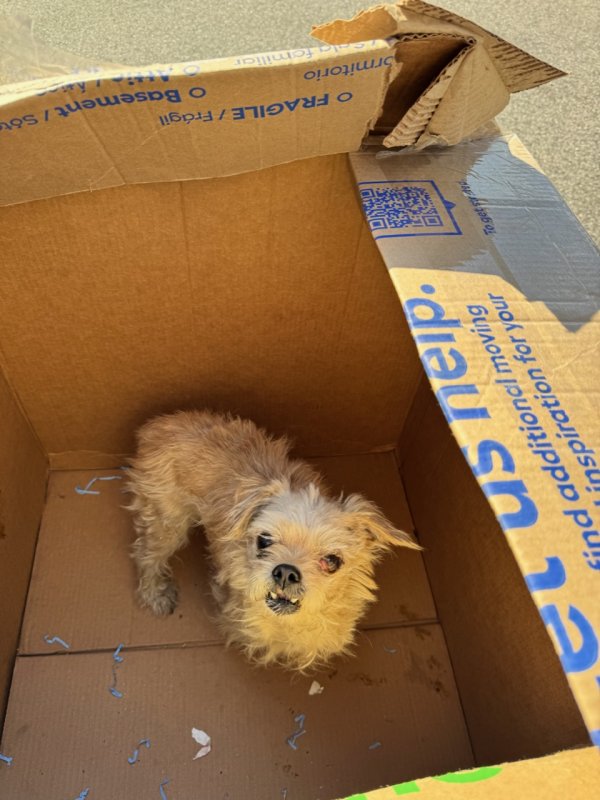 Found Wire Fox Terrier in Los Angeles, CA