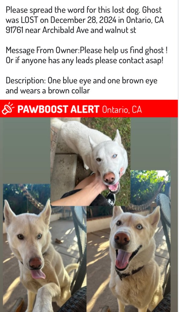 Lost Siberian Husky in Ontario, CA