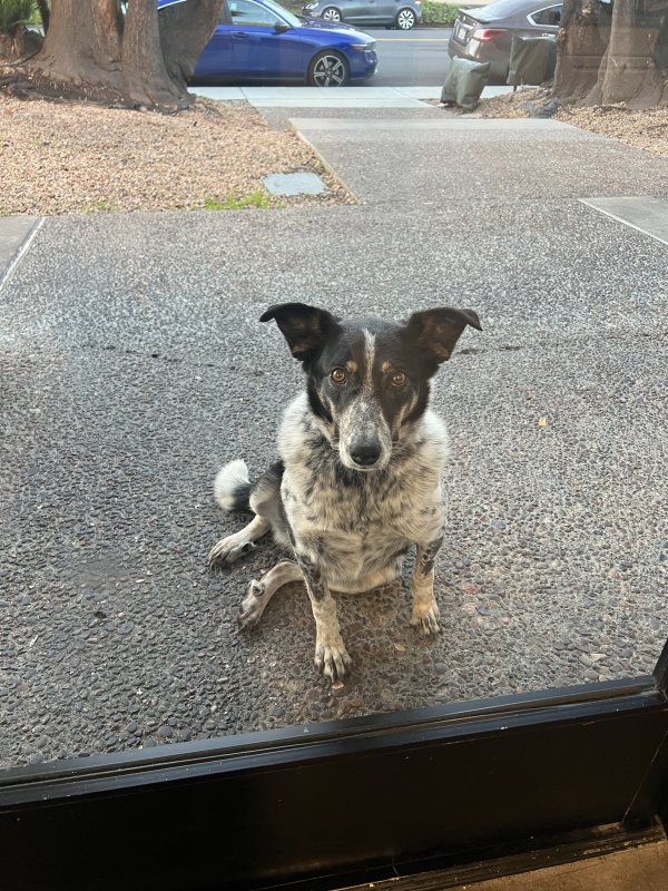 Found Australian Kelpie in Santa Clara, CA