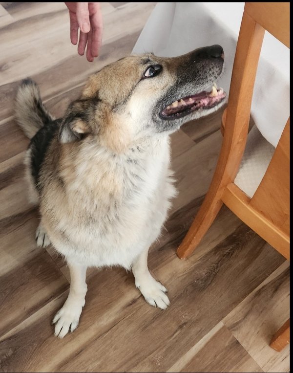 Found German Shepherd Dog in Alpharetta, Georgia