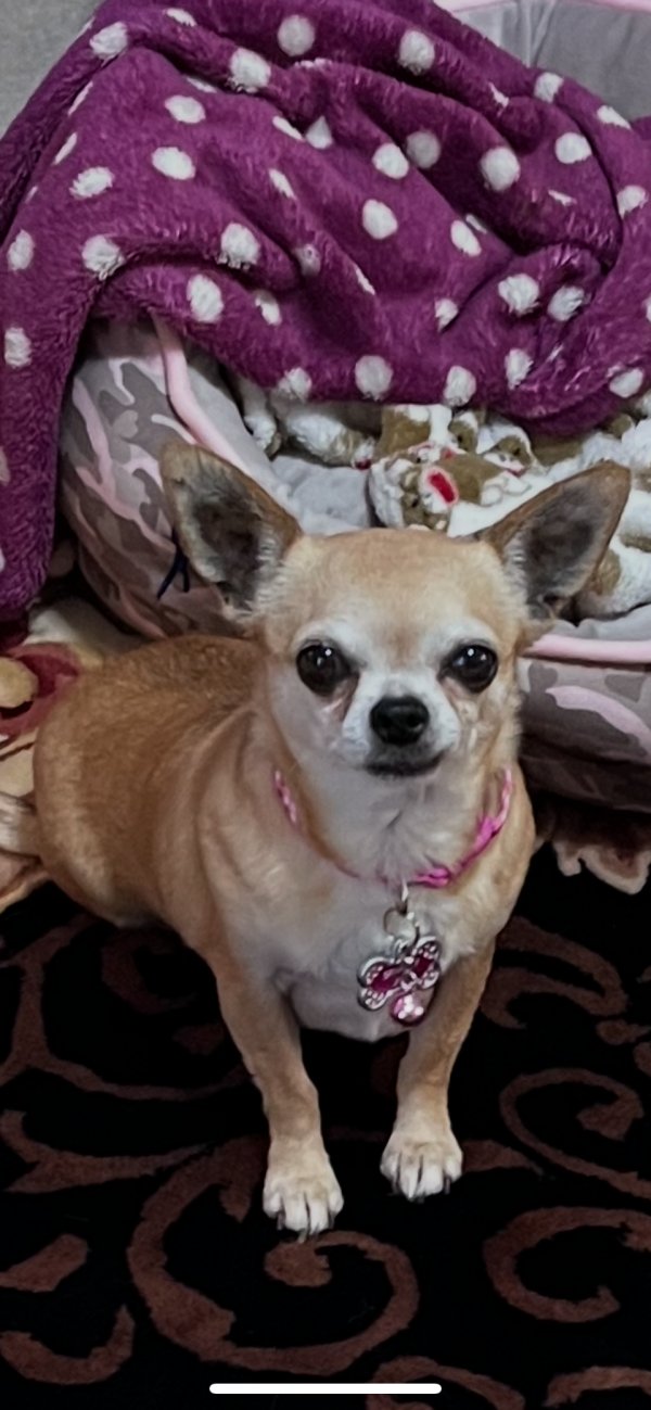 Lost Chihuahua in Meridian, MS