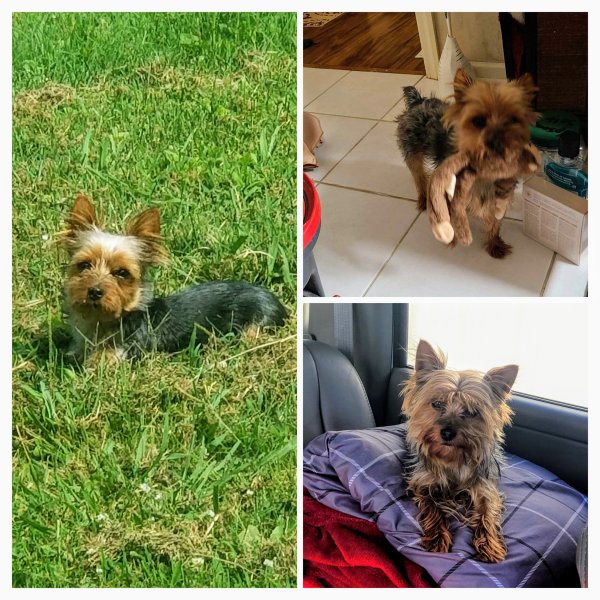 Stolen Yorkshire Terrier in Knoxville, TN