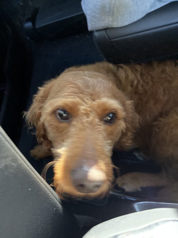 Found Dog in Mebane, NC