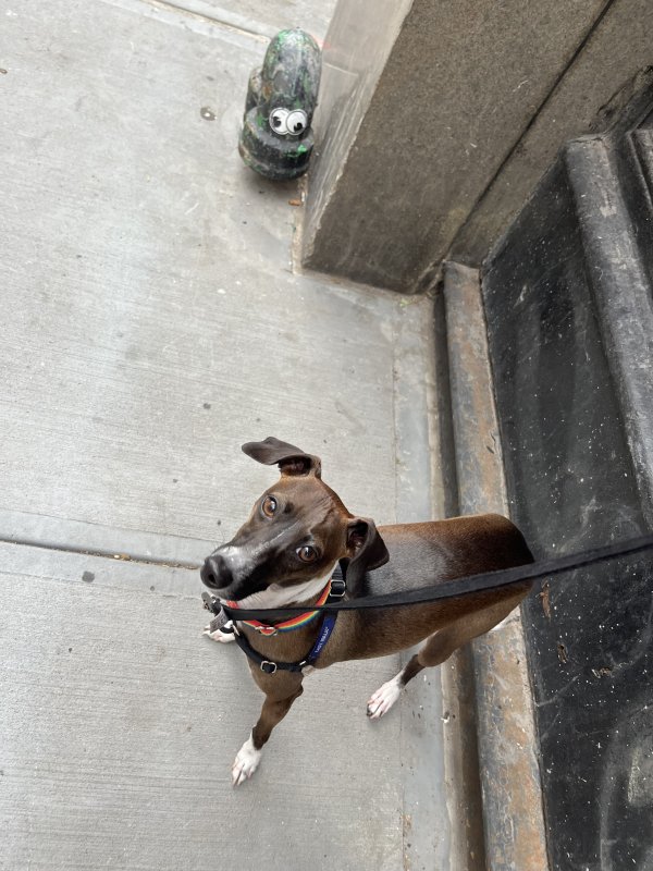 Lost Italian Greyhound 