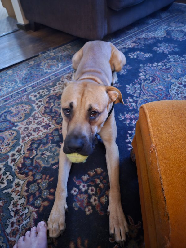 Lost Labrador Retriever in Covington, OH