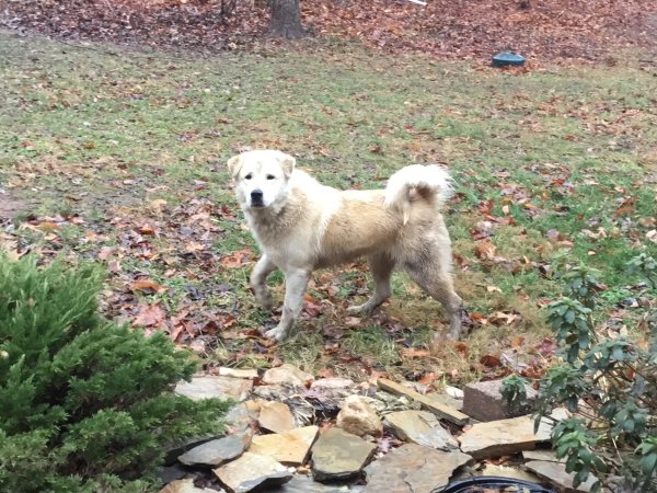 Found Great Pyrenees in Lignum, VA