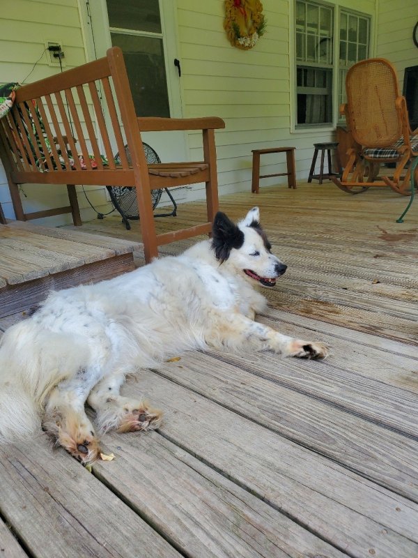 Lost Border Collie in Georgia