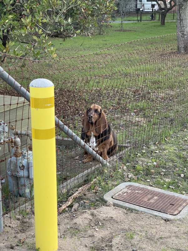 Found Basset Hound in California