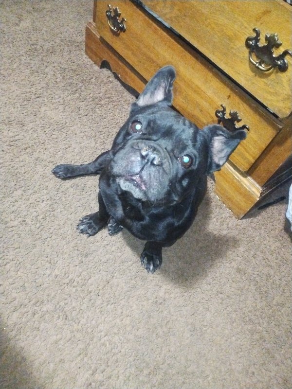 Lost French Bulldog in Aurora, CO