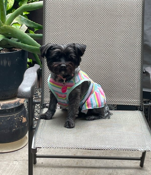 Lost Miniature Schnauzer in San Diego, CA