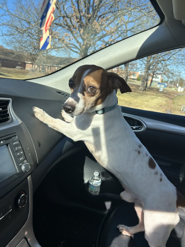 Found Dachshund in Arkansas