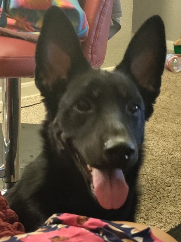 Lost German Shepherd Dog in Katy, TX