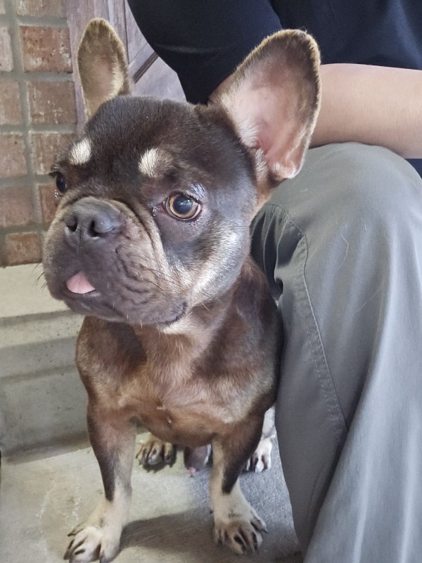 Stolen Dog in New Caney, TX