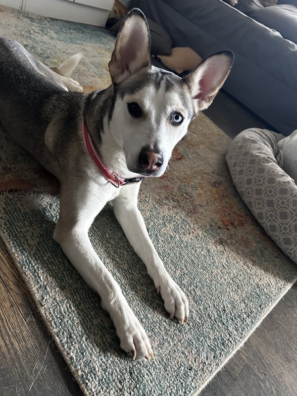 Found Siberian Husky in Roswell, Georgia