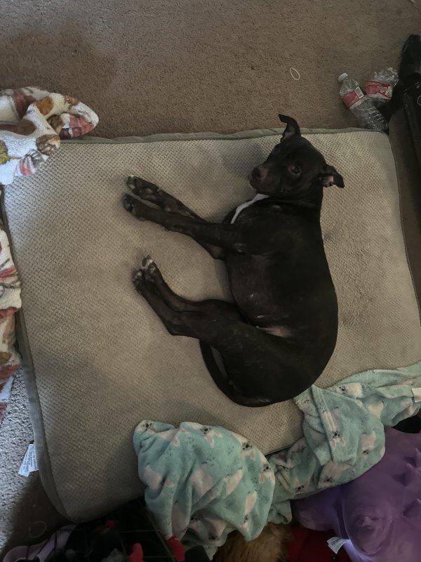 Lost Pit Bull in Yucca Valley, CA