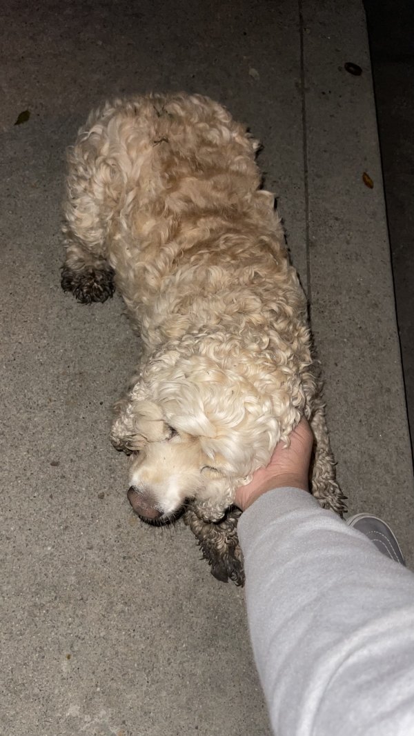 Found Poodle in Antioch, CA