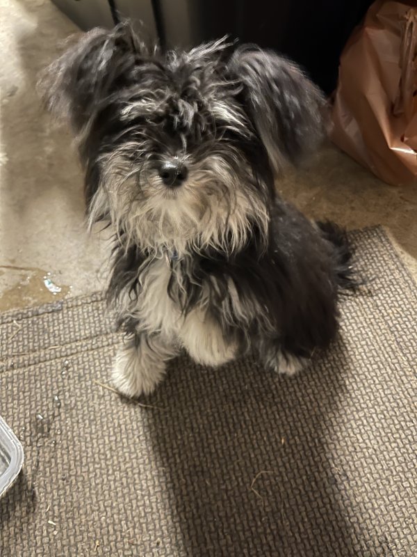 Found Yorkshire Terrier in Lemon Grove, CA