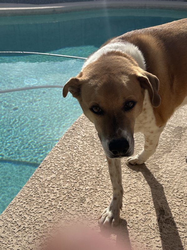 Found Mutt in Glendale, Arizona