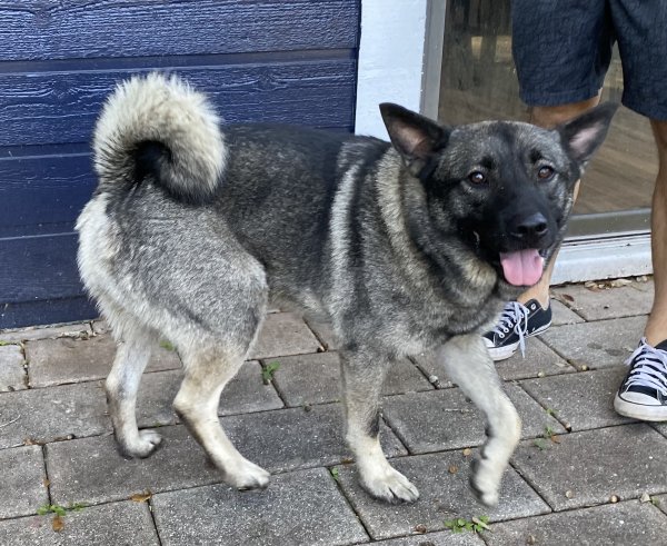 Found Norwegian Elkhound in Tampa, FL