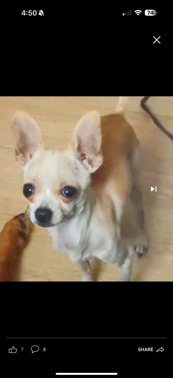 Lost Chihuahua in Florida