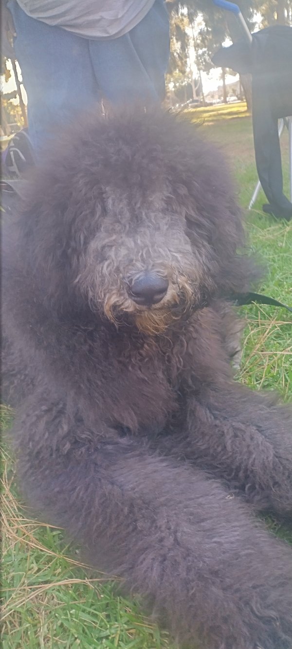 Stolen Bouvier des Flandres in Long Beach, CA