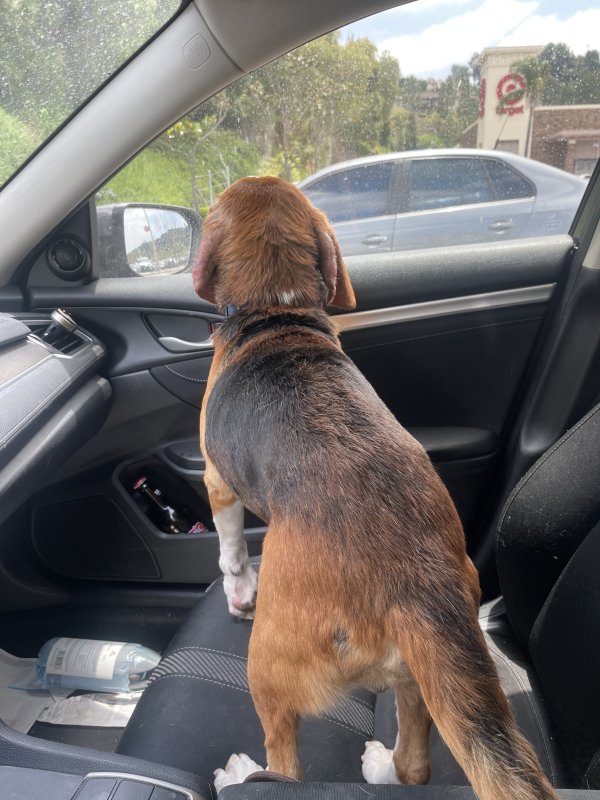 Lost Beagle in California