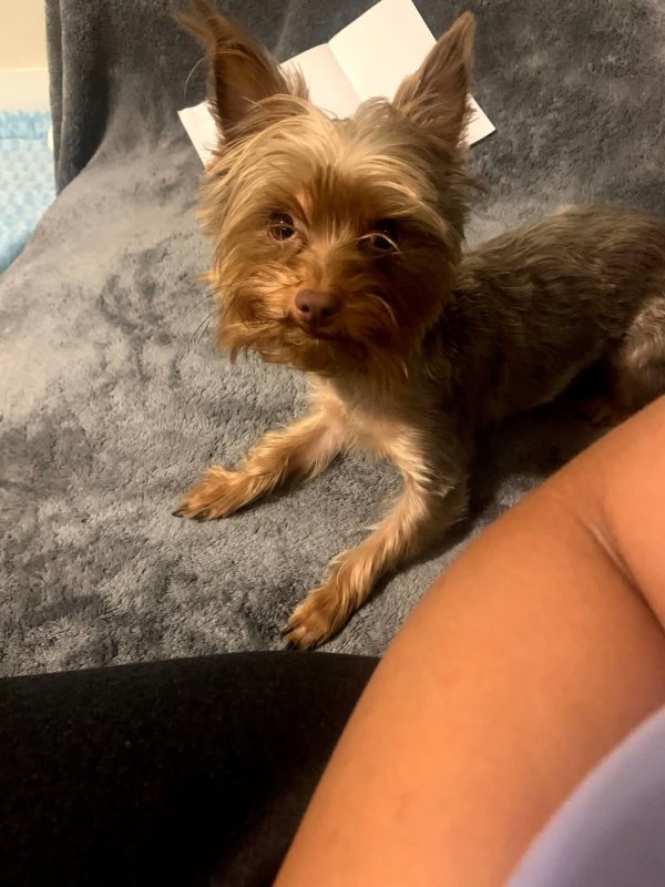 Stolen Yorkshire Terrier in Jacksonville, FL