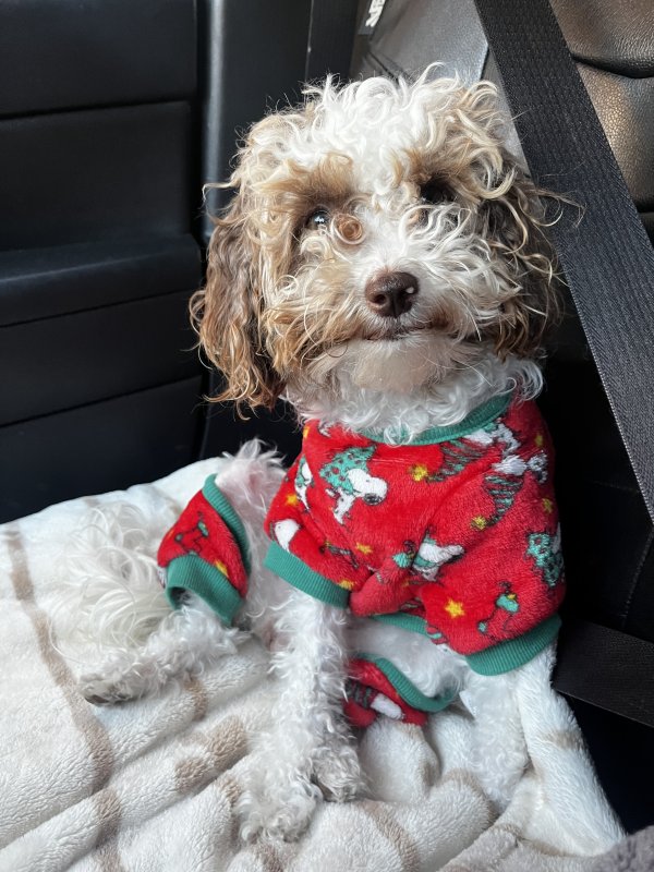 Lost Maltese in Vallejo, CA