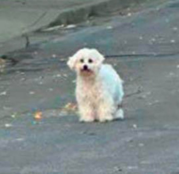 Lost Maltese in California