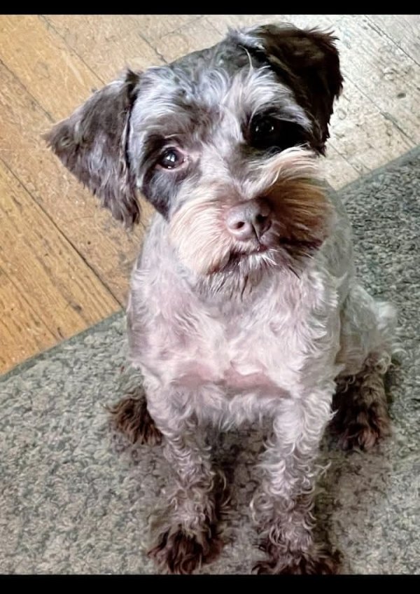 Lost Miniature Schnauzer in Thorn Hill, TN