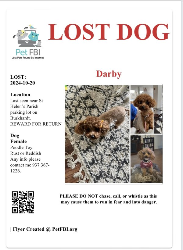 Lost Poodle in Dayton, OH