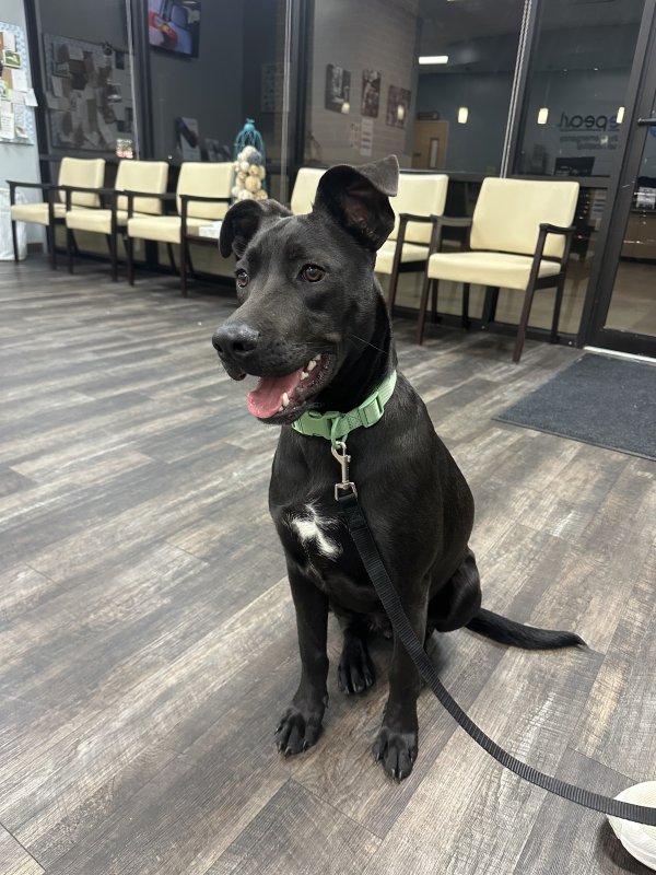 Found Labrador Retriever in Katy, TX