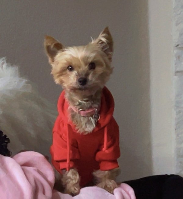 Lost Yorkshire Terrier in Plano, TX