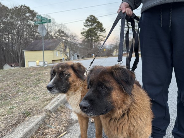 Found Dog in Conyers, GA