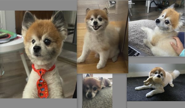 Lost Pomeranian in Illinois