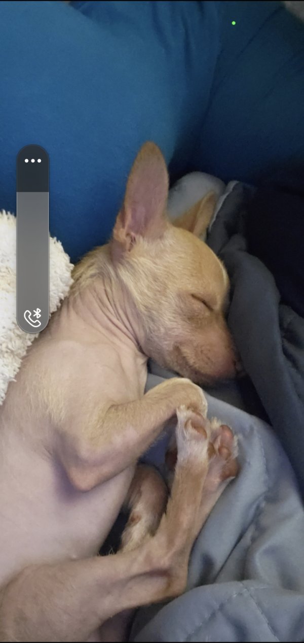 Lost Chihuahua in Washington