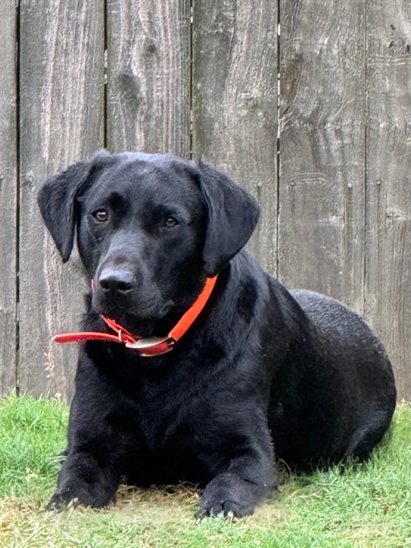 Lost Labrador Retriever in Murfreesboro, TN