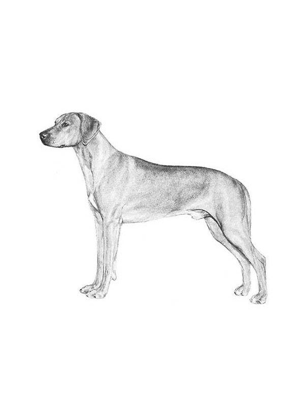 Lost Rhodesian Ridgeback in Fort Worth, TX