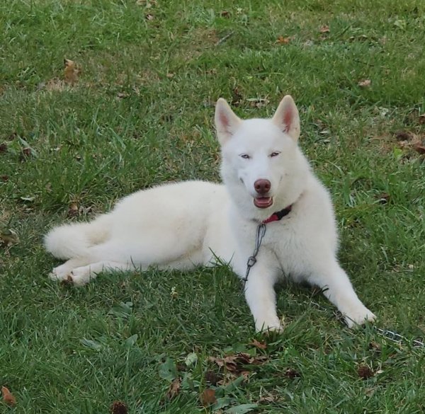 Lost Siberian Husky in Hillsboro, OH