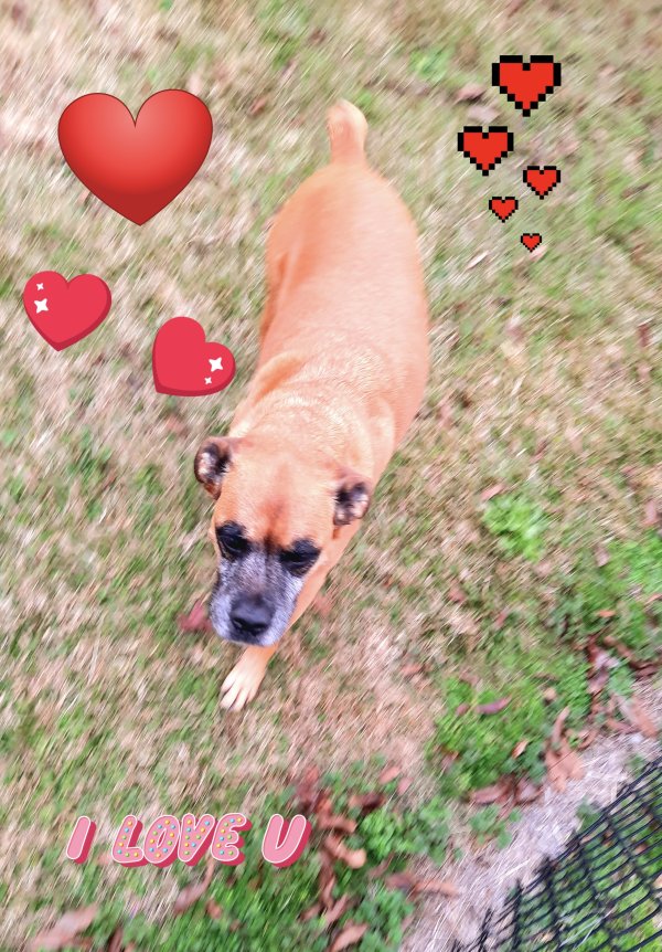 Lost Boxer in Dunn, NC