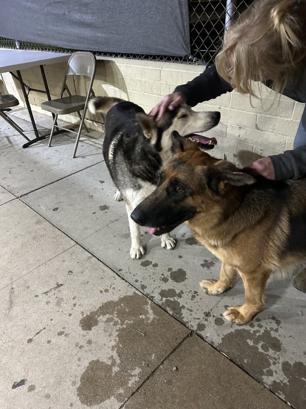 Found German Shepherd Dog in California