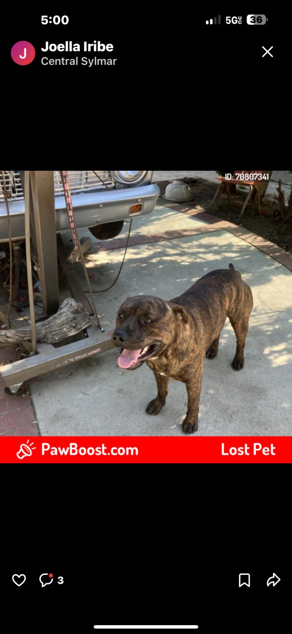 Found American Staffordshire Terrier in Sylmar, CA