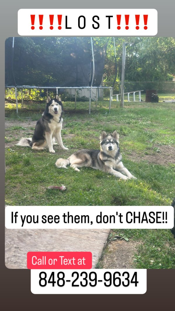 Lost Siberian Husky in Old Bridge, NJ