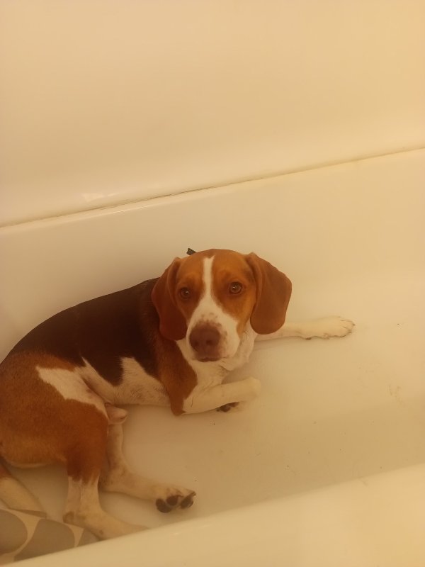 Lost Beagle in Cherry Tree, PA