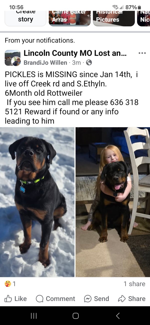 Lost Rottweiler in Moscow Mills, MO