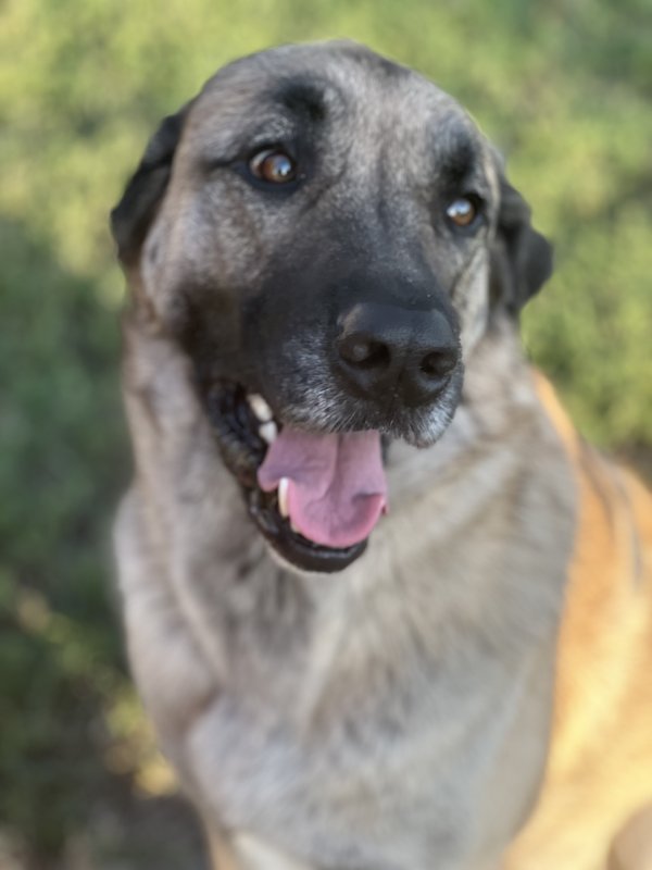 Lost Anatolian Shepherd Dog 